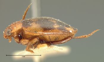 Media type: image;   Entomology 6015 Aspect: habitus lateral view